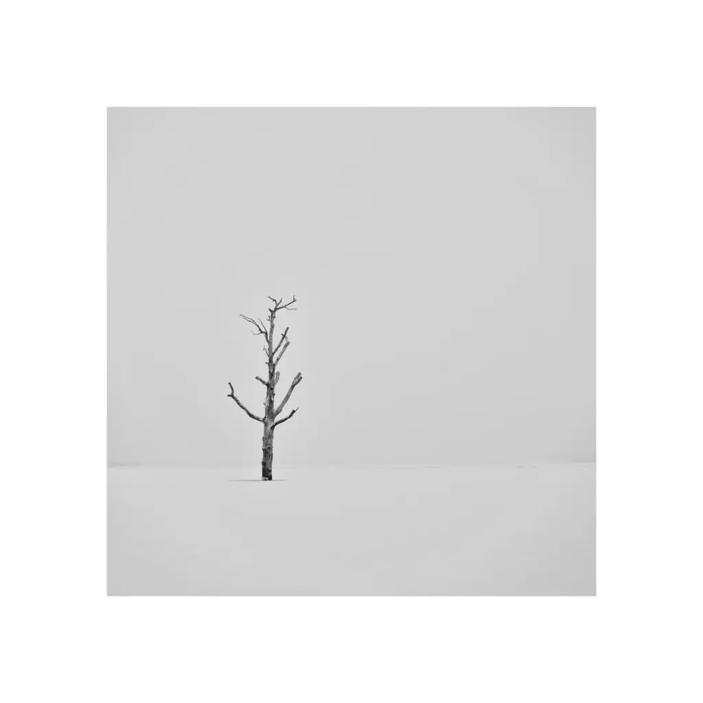 Čerobílá minimalistická fotografie stromu v zimě
