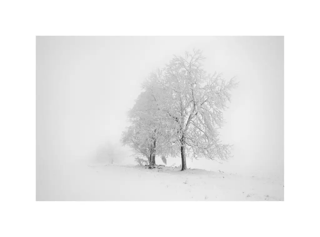 Zimní strom pod námrazou-fotogra-milan Samochin
