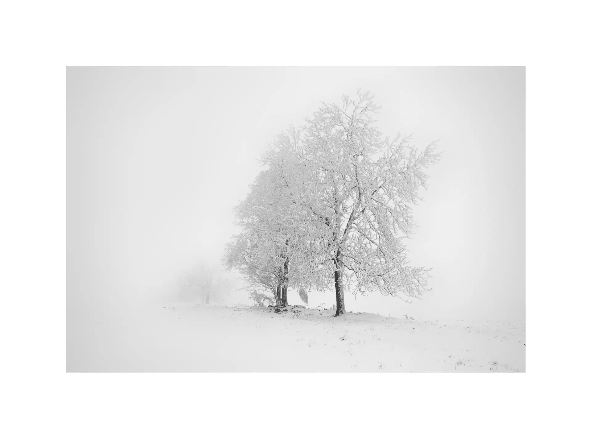 Zimní strom pod námrazou-fotogra-milan Samochin