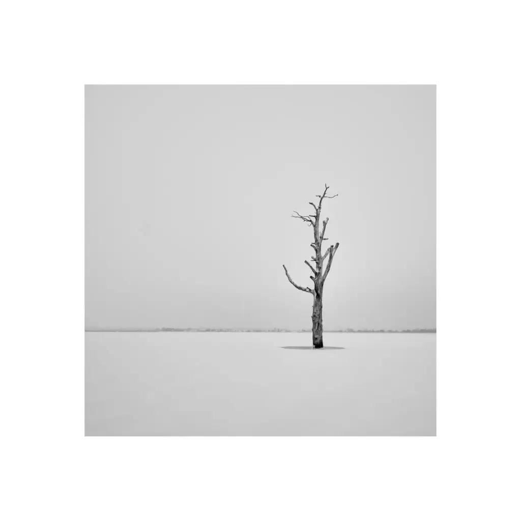Čerobílá minimalistická fotografie stromu
