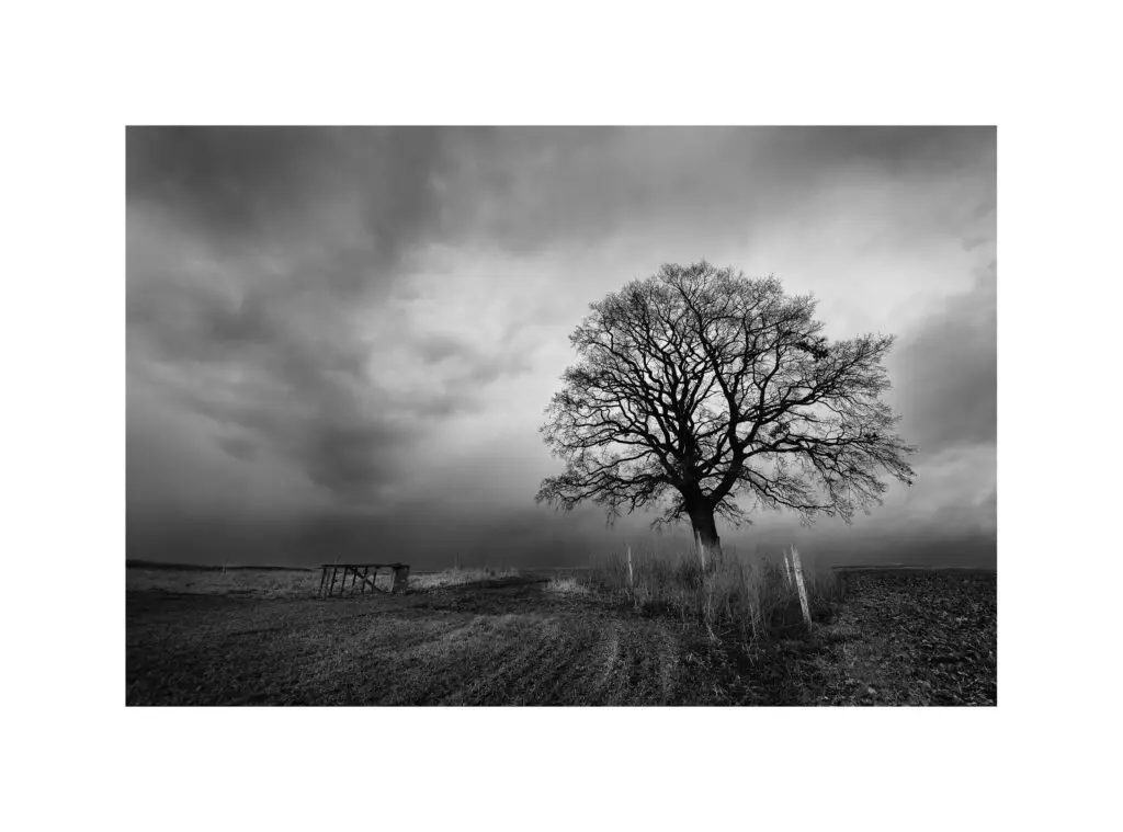 Černobílá fotografie stromu před bouří