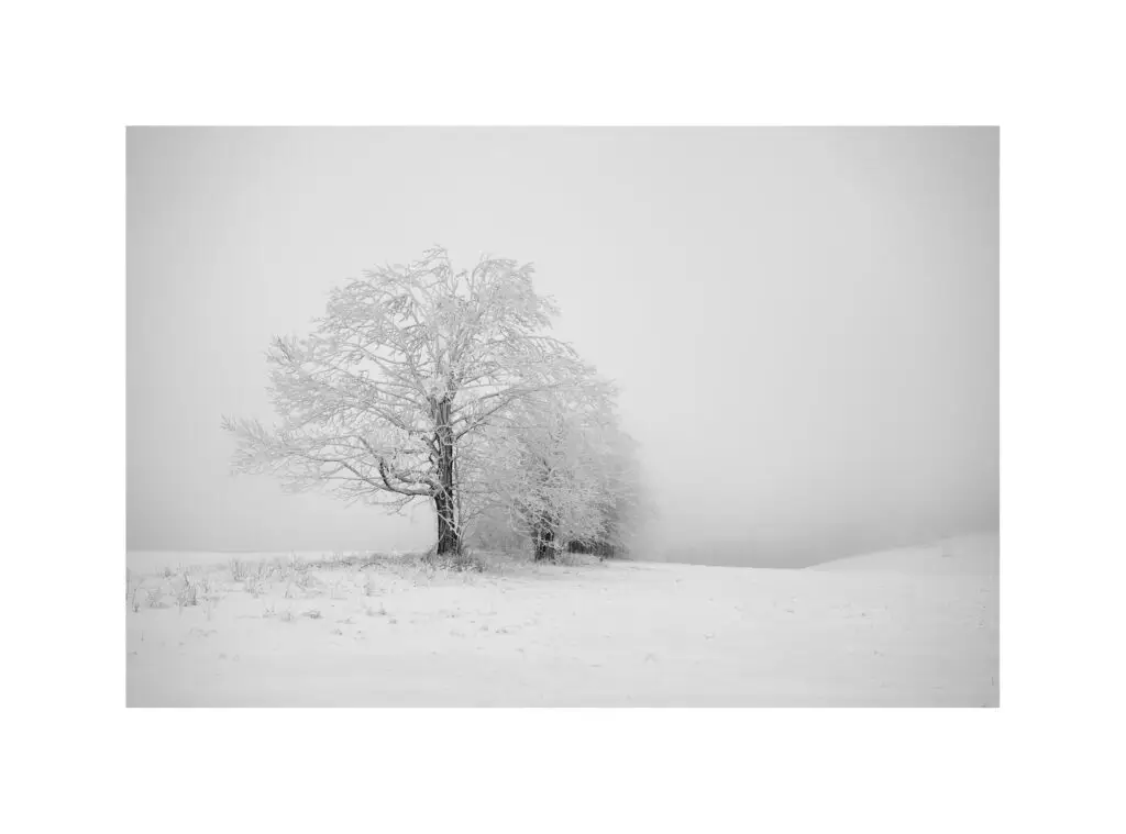 Zimní černobílá fotografie