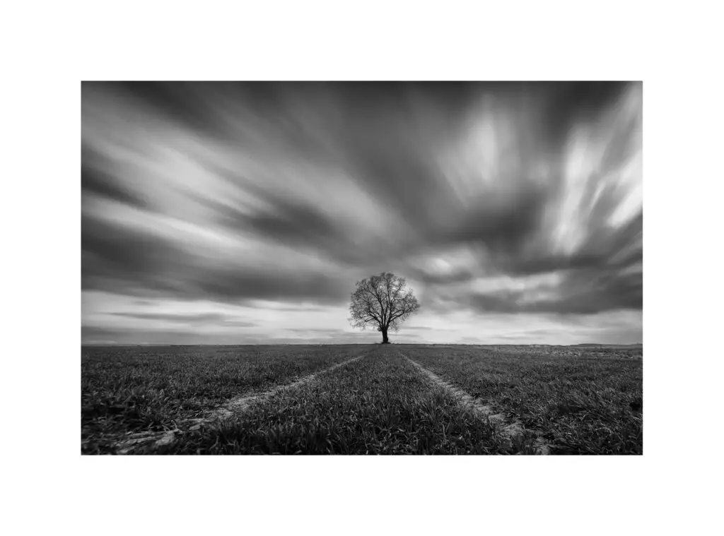 černobílá dlouhočasová fotografie stromu